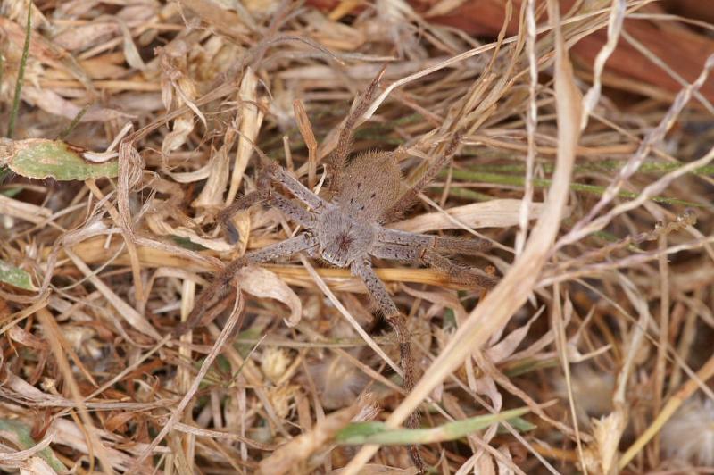 Holconia_ZZ306_D3431_Z_85_E. of Nuendah homestead_Australie.jpg